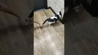 Котик делает кувырок.