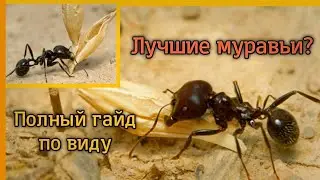 Messor structor/muticus. Степные муравьи жнецы. Жизнь в природе и содержание дома. Энциклопедия