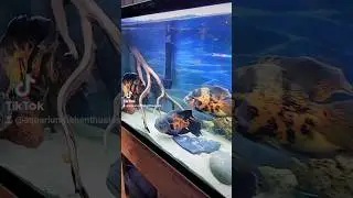 Cichlids of the Americas fish room #shorts #fyp #foryou #fishtok