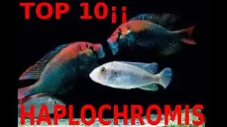 🐟🐠💓TOP 10 HAPLOCHROMIS OF LAKE VICTORIA🐟🐠💓 Only For Connoisseurs🐟🐠💓