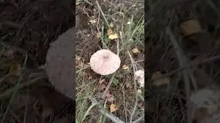 ГРИБ ЗОНТИК ☔🍄🥘. СЪЕДОБНЫЙ 🍳. #дача #mushroom #лето