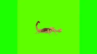 Scorpion walking in different angles free green screen video