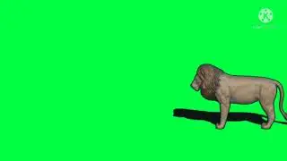 green screen lion video