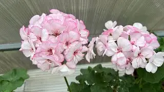 Pelargoniums, Tulips, root in the cold