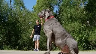 World Largest And dangerous Dogs, strongest dog breed, Top 5 dogs