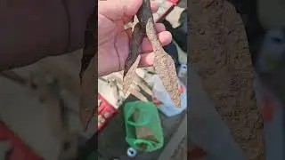 Ростовский клуб коллекционеров 