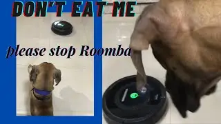 I don’t like this Roomba……. She wants to eat me