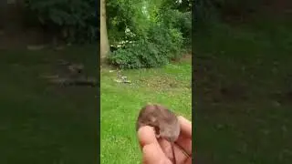 The taming of the Shrew