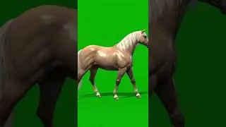 3d Horse Walking Green Screen Effect 