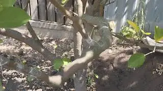 Как летом сделать многосортовую яблоню