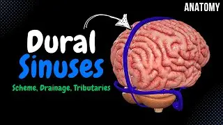 Dural Venous Sinuses (Location + Visual Scheme) | Anatomy