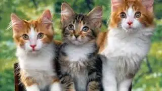 Slugabed - Kittens