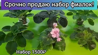 Срочно продаю набор фиалок! Сорта стандартные!