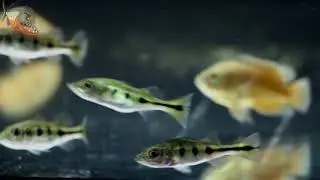 The new fish refuses to eat, what to do?