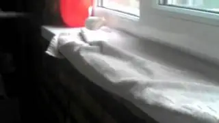 Попугайчики зажигают