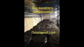 Покровный слой для шампиньонов | покровный грунт | Покровка.