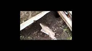 #ловлю
