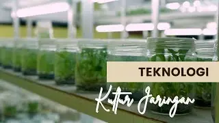 TEKNOLOGI KULTUR JARINGAN