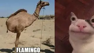 Videos I Found on Reddit #154