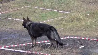 Открытый Чемпионат Алтайского края по ОКД, ЗКС (ОКД+ЗКС), ОКД(мини)5