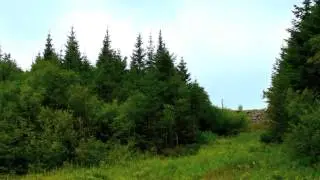 Хищные птицы