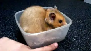 Хомяк Сима звезда ютуба!