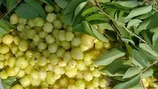 Amla pickle|small amla pickle by Natural cooking
