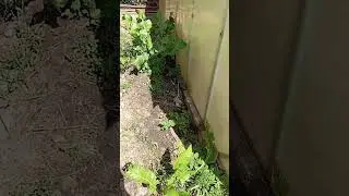 Откуда вкусная красота!