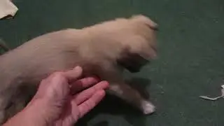 Щенки из норы 8.