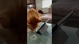 😿Никогда не включай этот звук коту!