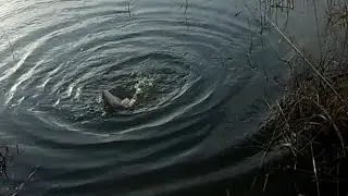 Рыбалка в декабре на удочку. карп