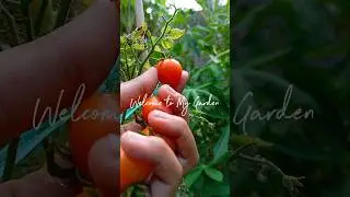 First time harvesting in September #minivlog #gardening #harvesting #asmr #minigarden #shorts #fruit
