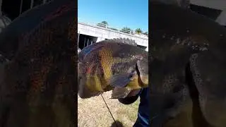 Tiger Oscar Catch & Cook 