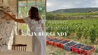 End of summer and grape harvest in Burgundy