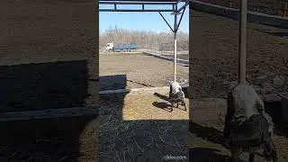 Тарантино будет завидовать!!!)))