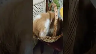 кошка в лукошке, а Рыжик в корзинке😺😻 #мультикдлямалышей #колыбельные #музыкадлясна #funnypet