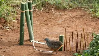 Creative Amazing Bird Trap to Catch Quail Bird in Forest Working Very Well