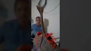 Suprise for you Unexpected Guest in shoes