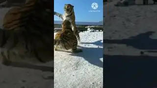 🐯😎:The power of 10,000 pounds of slap