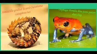 Amphibian reptile 2016 armadillo lizard uncurling &  poisonous arrow frog fights MPG2 1 52mn