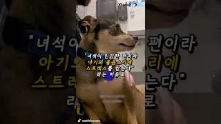주인이 출산하자 보호소에 버려진 강아지.. '11년을 함께 했는데'