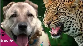 Can Kangal Kill a Leopard?