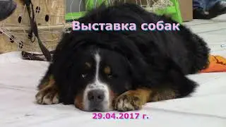 Выставка собак (29.04.2017 г.).