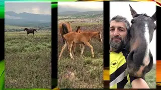 Мой табун смешался с чужим  табуном. 233