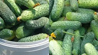 Гарна тепличка - гарні огірочки 🥒🥒🥒!Огляд городу.