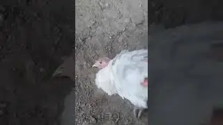 Пьяные курицы