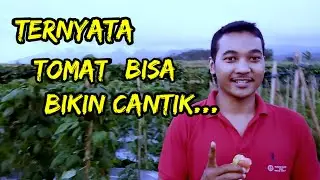 WOW.....TOMAT BIKIN CANTIKK.....