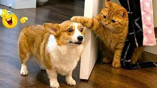 Impossible Not to Laugh 🤣😹 Funniest Cat Clips 2026