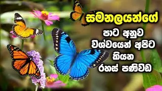 ඔයත් නිතරම සමනලුන් දකිනවද? දකින සමනලුන්ගේ පාට අනුව විශ්වය ඔයාට කියන්නේ සුභ පනිවිඩයක් |විශ්ව පණිවිඩ
