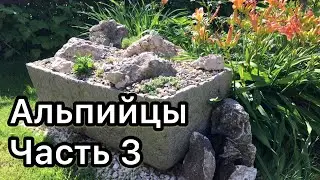 Альпийцы в гипертуфах. Часть 3. Ответы на вопросы